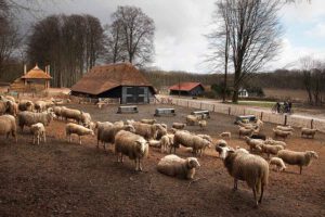 Schaapskooi te Hoog Buurlo op de Veluwe